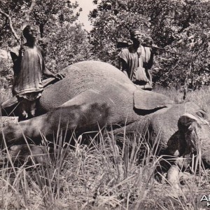 Hunting Elephant