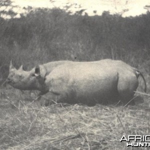 Hunting Rhino