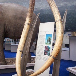 Tusks in British Museum of Natural History