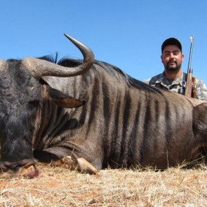 Blue Wildebeest