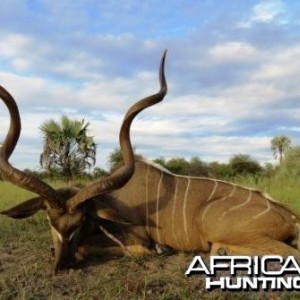 Kudu taken on Baobab Game Ranch NAMIBIA Feb. 2013