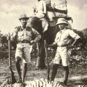 Hunting Tiger