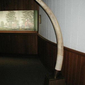 Tusks