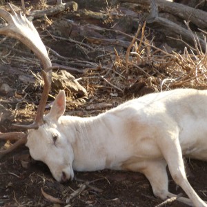 Fallow Deer