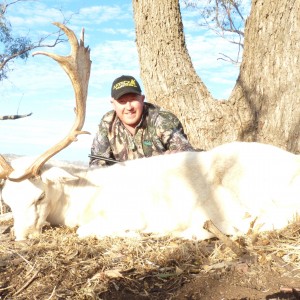 Fallow Deer