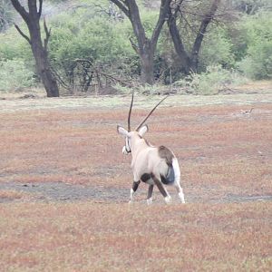 Gemsbok Namibia