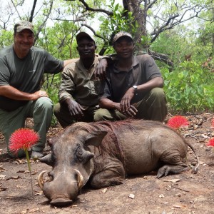 Warthog and lilly flowers