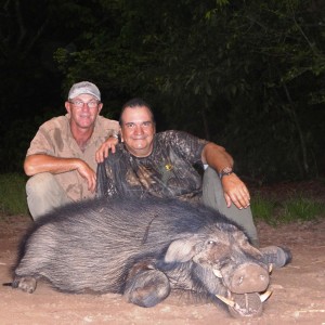 Giant forest hog