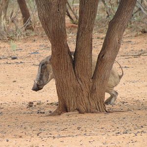 Warthog Namibia