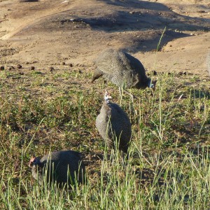 Guineafowl Namibia