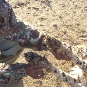 Cheetah front paws