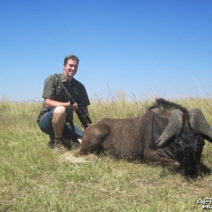 Black Wildebeest