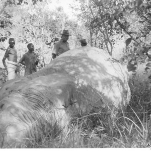 Edmond Sunde with Elephant