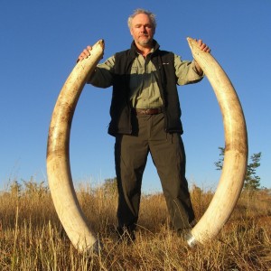 62 pound Elephant Bull