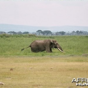 Ambroseli Elephant