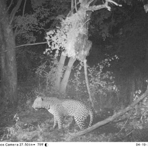 Leopard on bait Zimbabwe