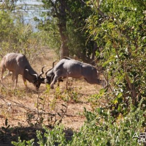 Kudu fighting