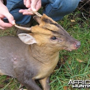 muntjac deer buck the smallest deer in the uk