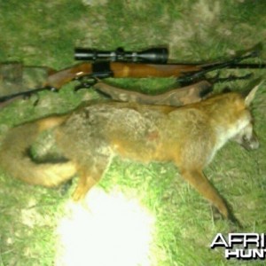 fox shot with a 220 swift