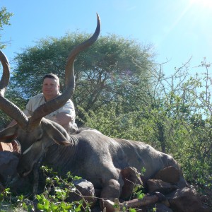 54" Greater Kudu Bull