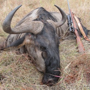 Blue Wildebeest