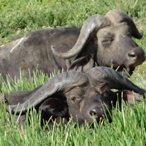 Nile Buffalo - UGANDA