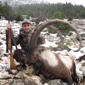 ibex