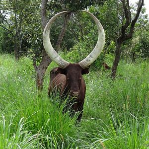 Uganda Big Horned Watusi Cattle