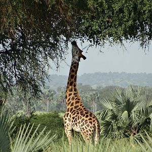Giraffe Uganda