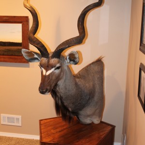 Kudu