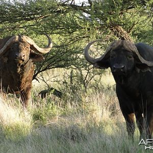 Buffalo Sengwe Zimbabwe with Wintershoek Johnny Vivier Safaris