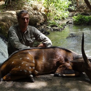 Harnessed Bushbuck hunt with CAWA in CAR