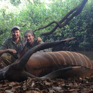 Bongo hunt with CAWA in CAR