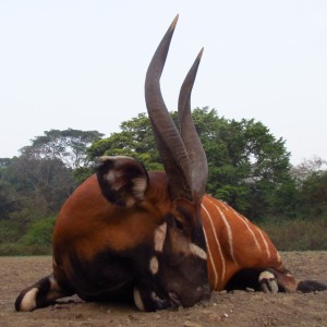 Bongo hunt with CAWA in CAR