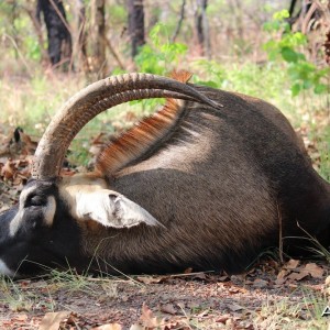 Roan Antelope hunt with CAWA in CAR