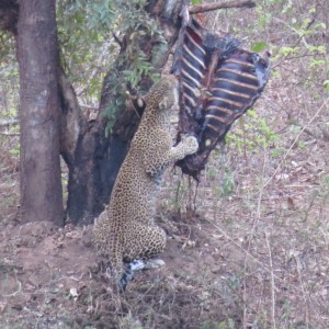 Leopard on bait in CAR