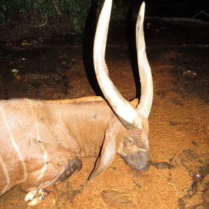 Bongo hunt with CAWA in CAR