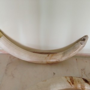 Elephant tusk from Namibia
