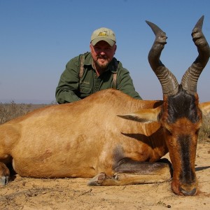 Red Hartebeest