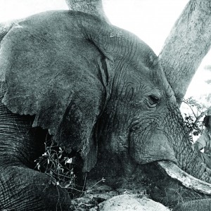 Jorge Alves de Lima with Elephant