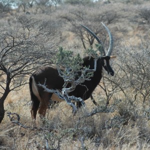Sable bull at Wintershoek