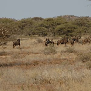 Blue Wildebeest at Wintershoek