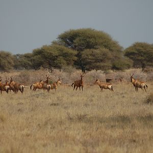 Red Hartebeests at Wintershoek
