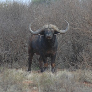 53" Breeder bull at Wintershoek