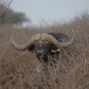 Close up 53" breeding bull at Wintershoek