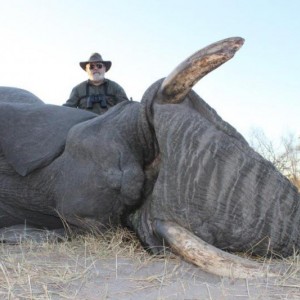 Elephant Namibia