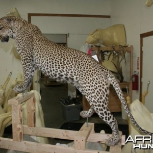 Full mount Leopard