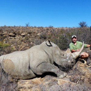 Darted White Rhino 2013