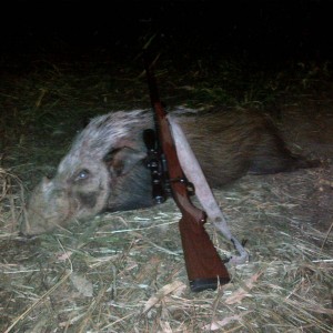 Bushpig Boar Winchester 300WM