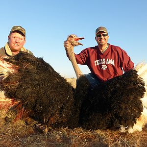 Ostrich hunt with Wintershoek Johnny Vivier Safaris